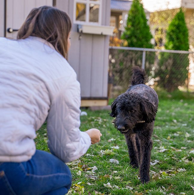 Trainer giving continue support and dog training to dogs