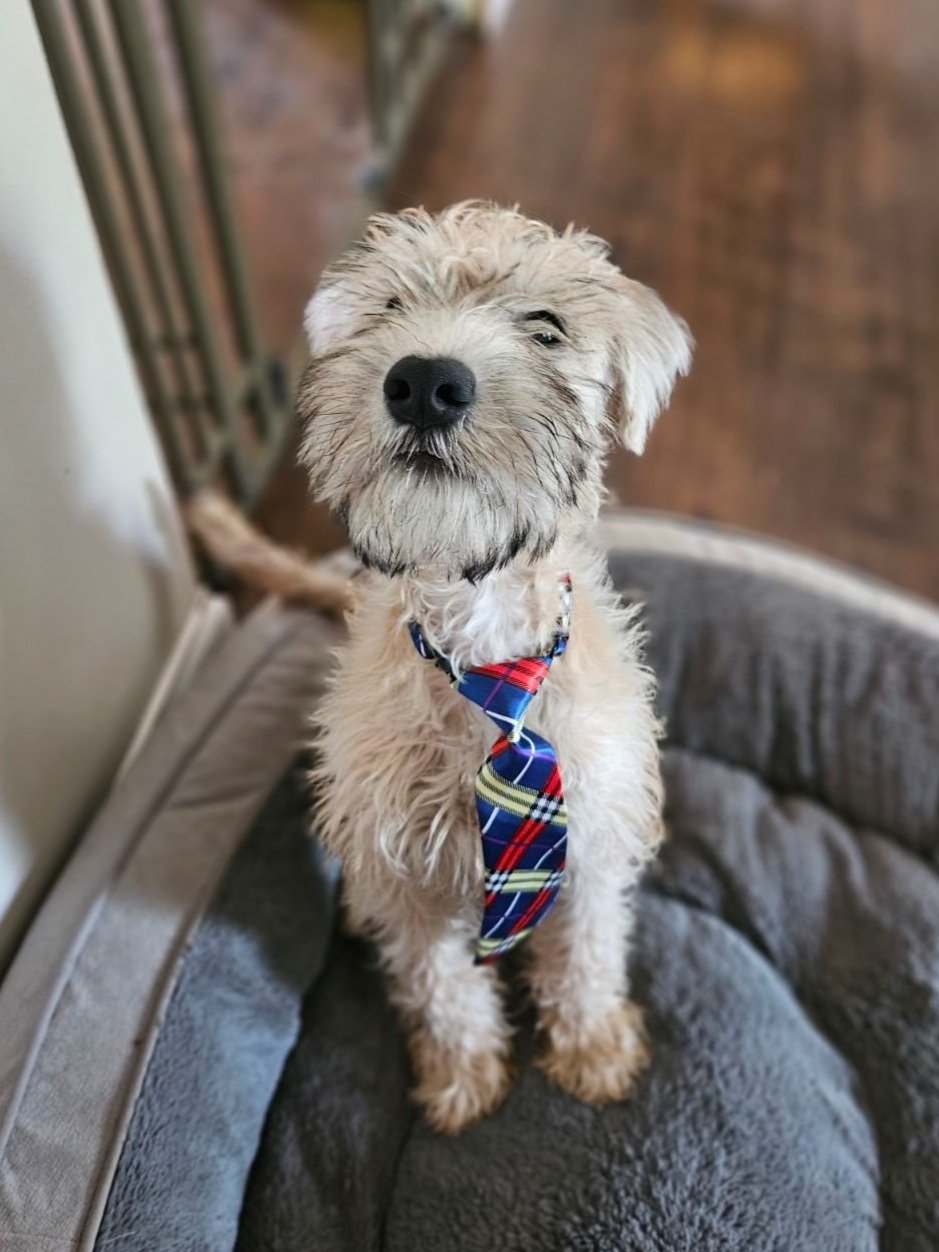 puppy trained by professional dog trainer in Plainfield