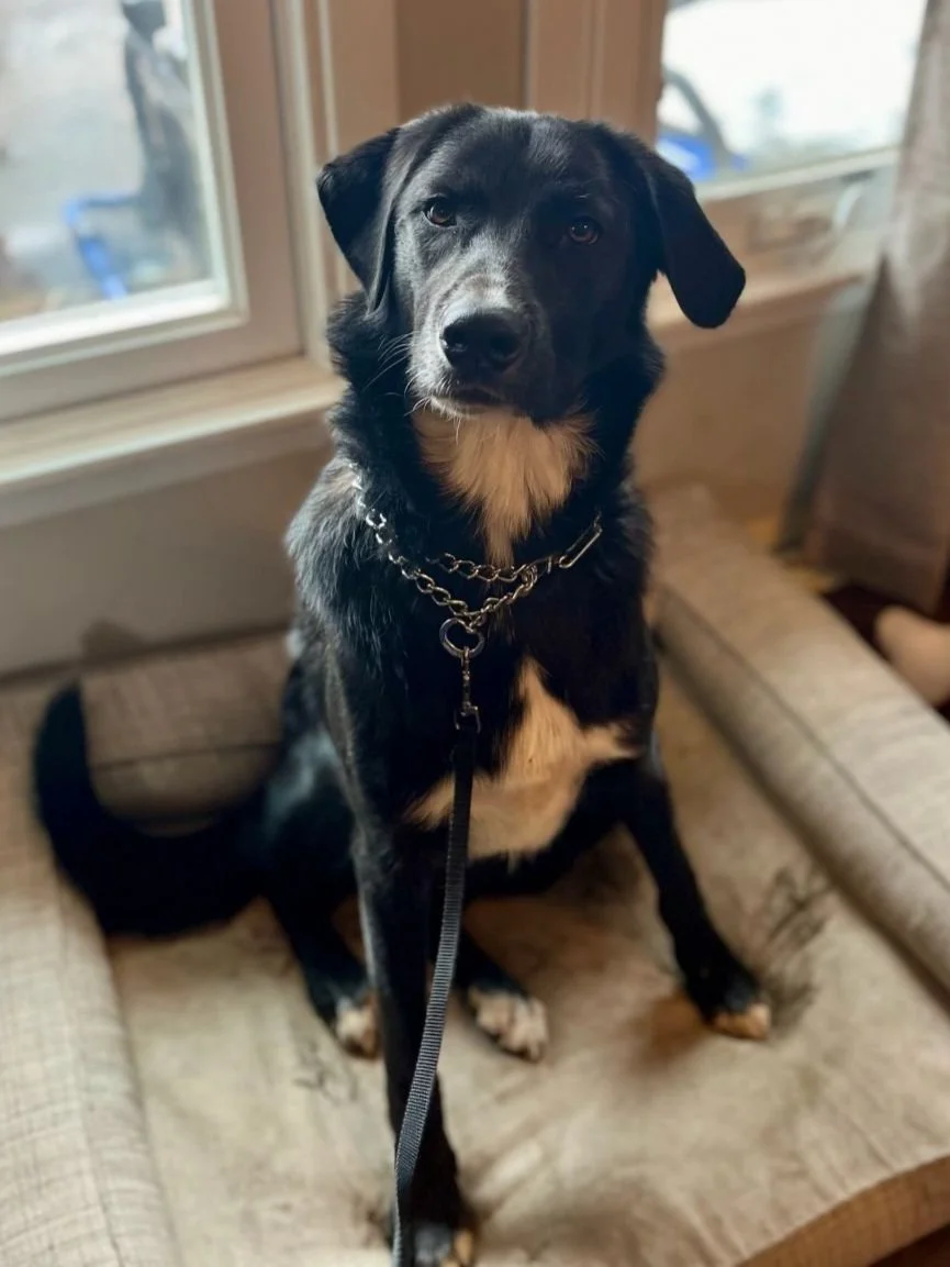 A dog sitting and learning obedience commands