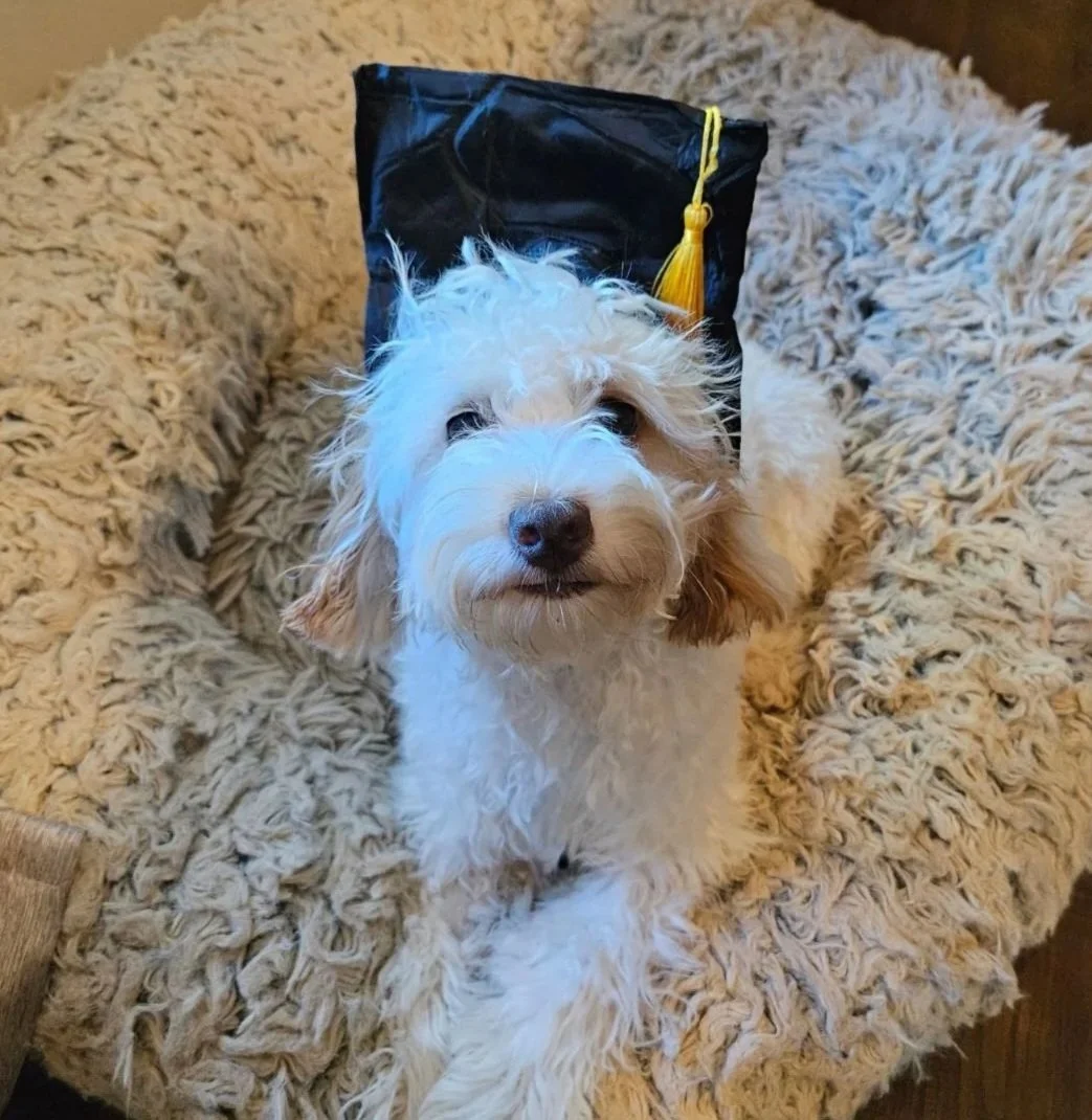 A black puppy dog with a graduation hat looking at the camera.