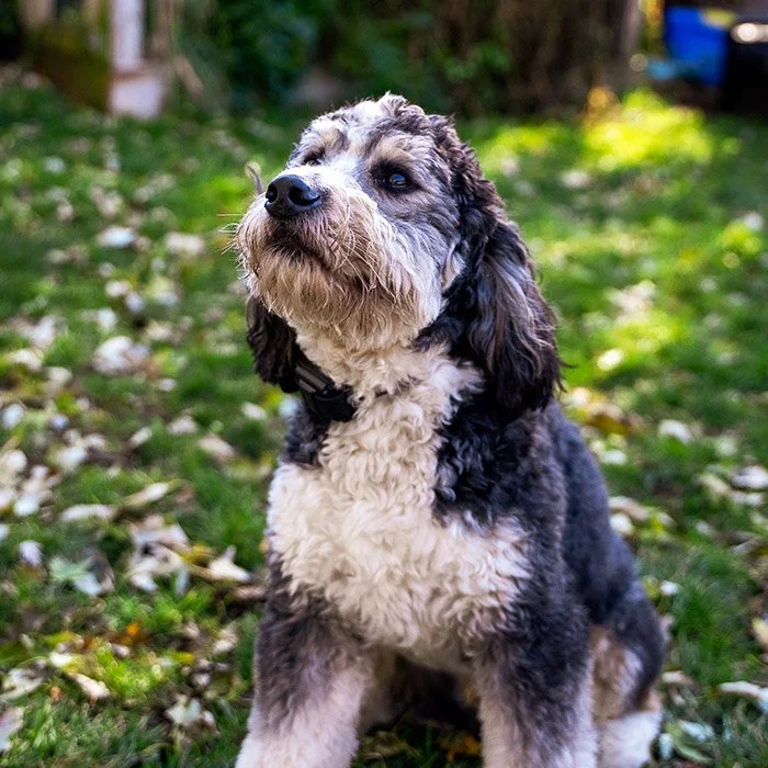A fluffy, multicolored dog with black, white, and gray fur sitting on grass with fallen leaves.
