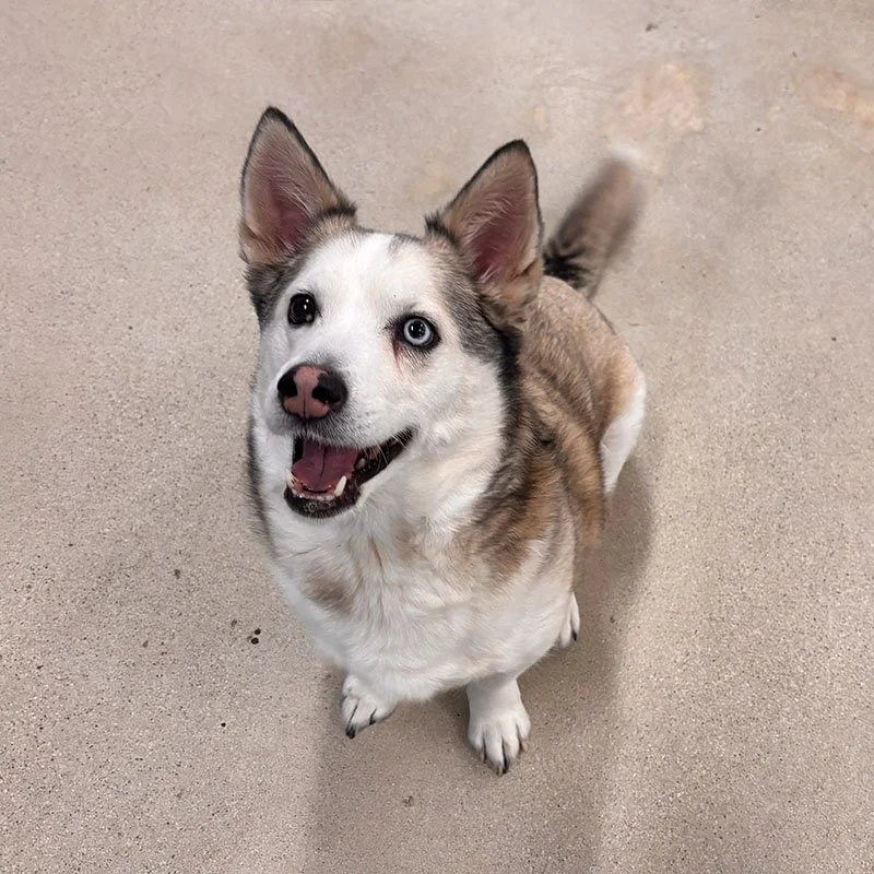 Happy dog sitting and looking up during dog daycare and training in Plainfield, Illinois.