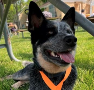 Banjo spent three weeks at dog training