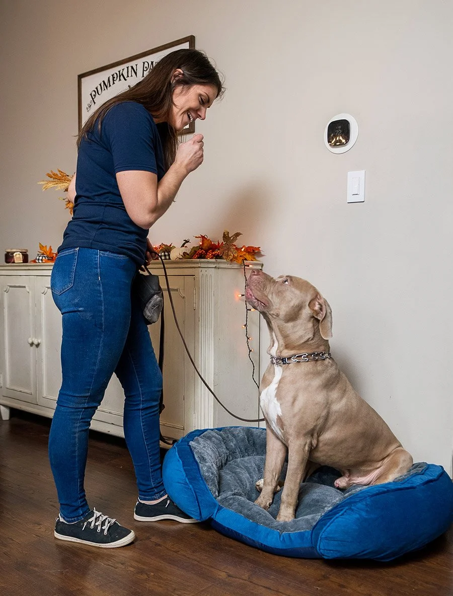 Dog training giving commands to guide dog manners