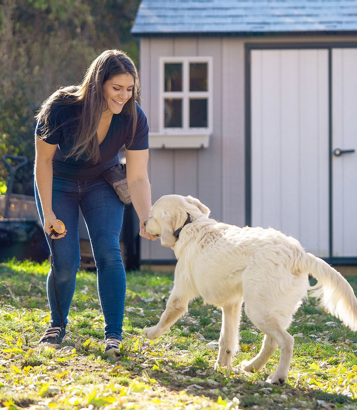 A woman in a dark-shirt and jeans training with a white Labrador Retriever dog outdoors on a grassy field.