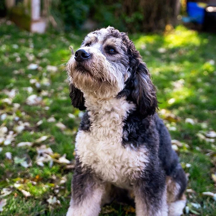 A fluffy dog sitting on the grass.