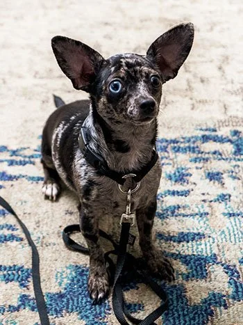 Close up photo of a dog at Presentable, in home dog training program
