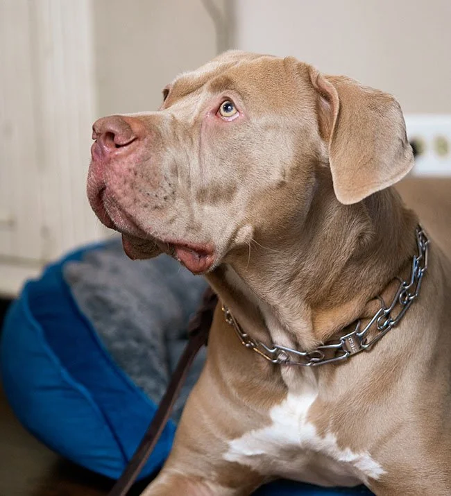 A brown dog well trained and sitting.
