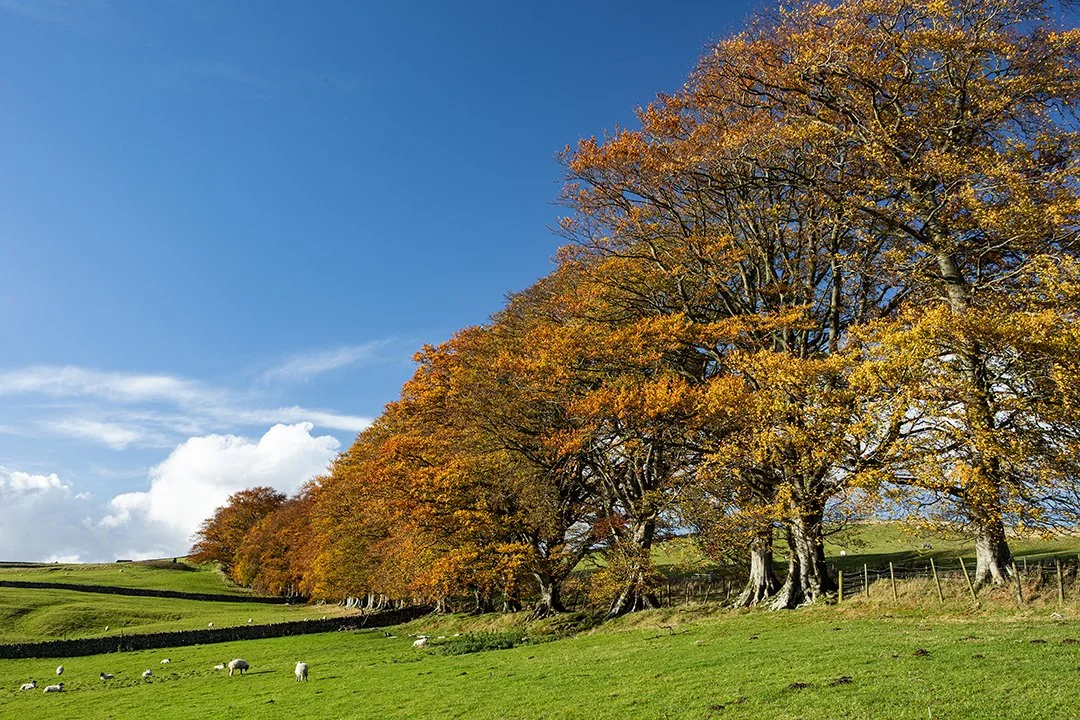 Autumn colours