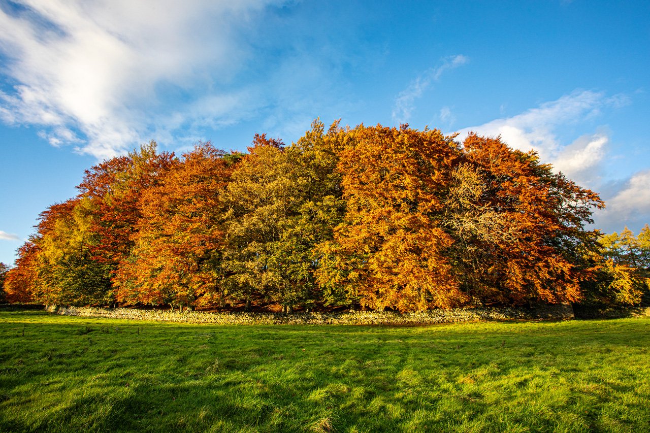 Autumn beeches, from Scoberry Bridge