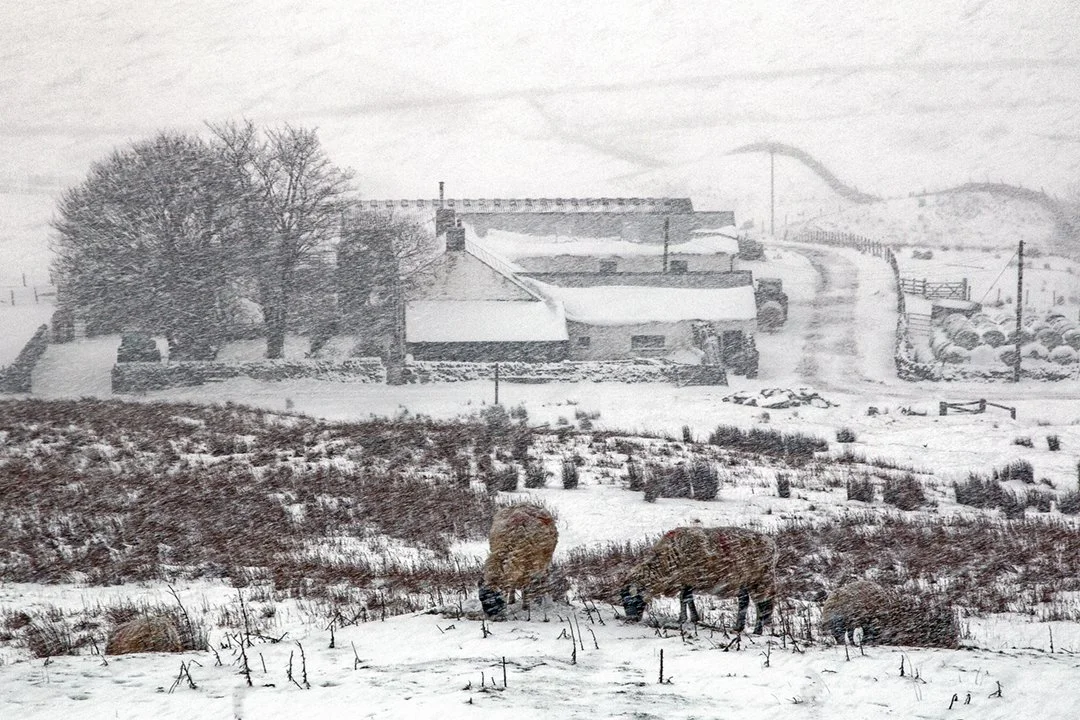 Sheep in a blizzard over Harwood
