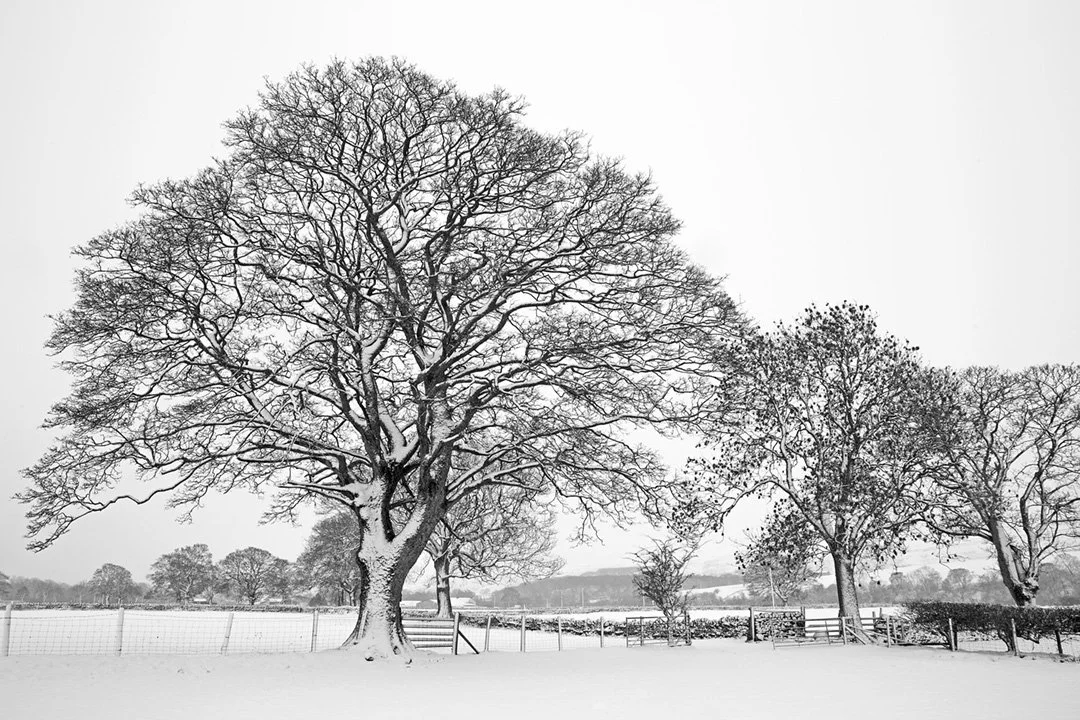 Trees in snow, Newbiggin