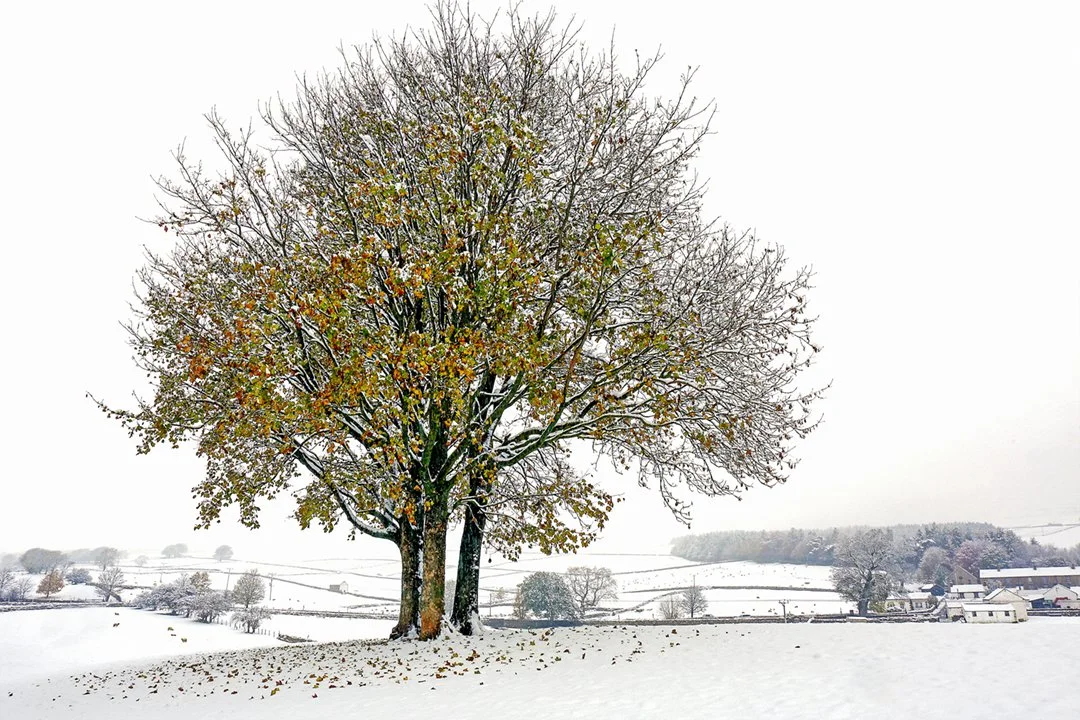 Bowlees #2 (577-579 merge)(12x8).jpg