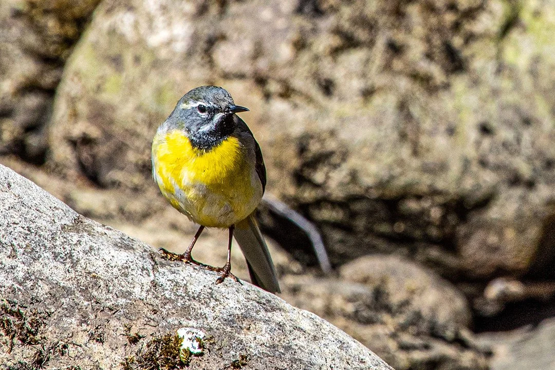 Grey Wagtail