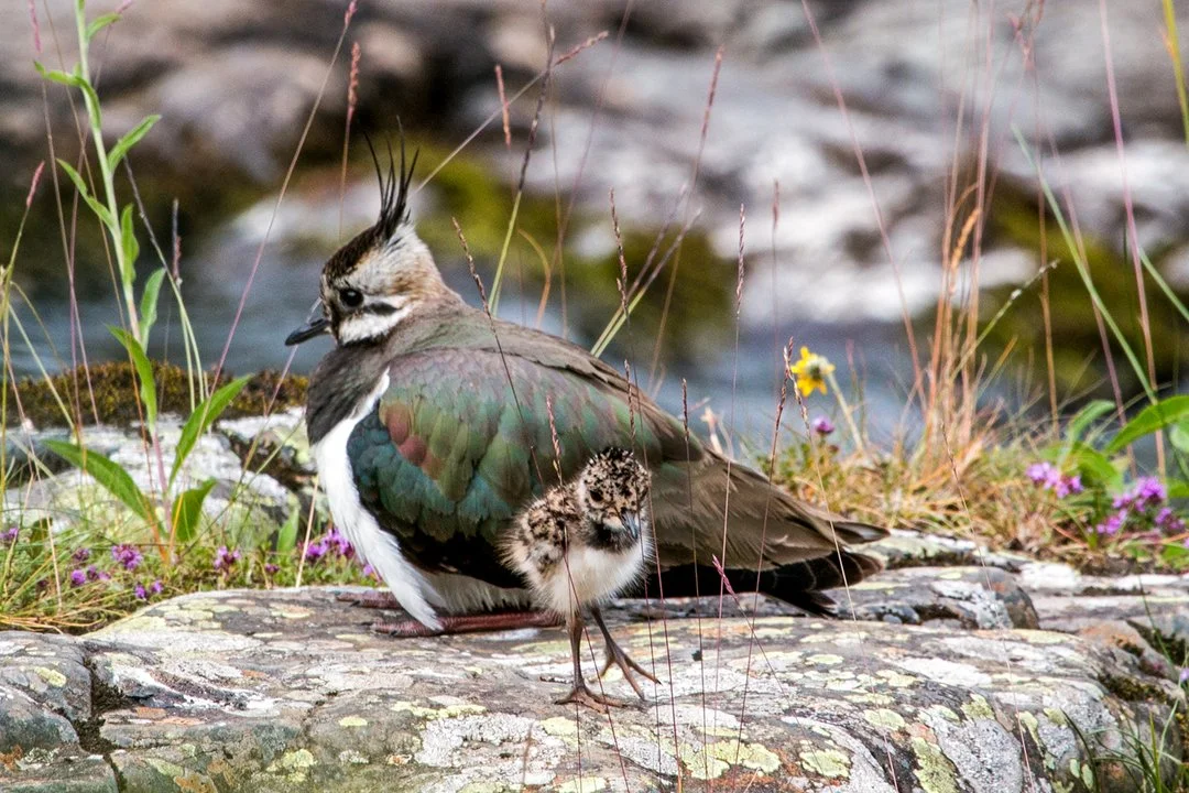 Nature: birds and other animals
