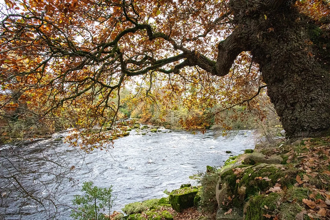 Meeting of the Waters and an Ancient Oak