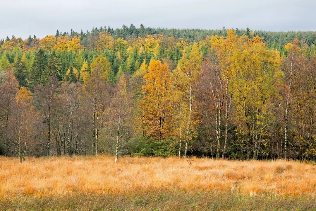 Woods on Pennine Way, near High Force