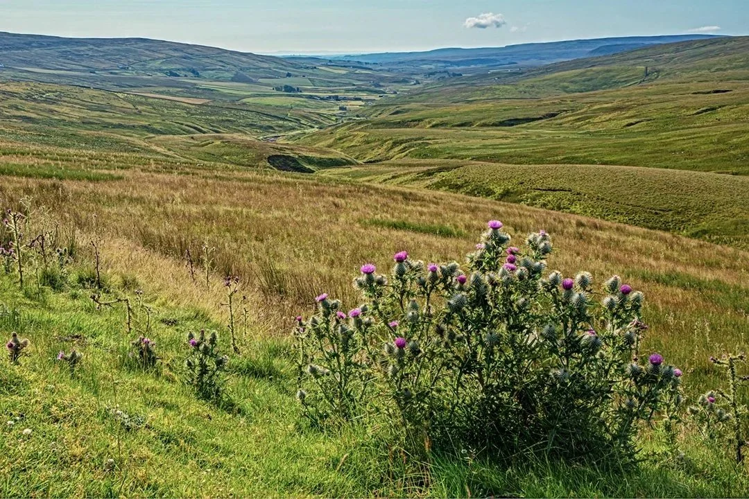 Down the Dale from Harwood Common
