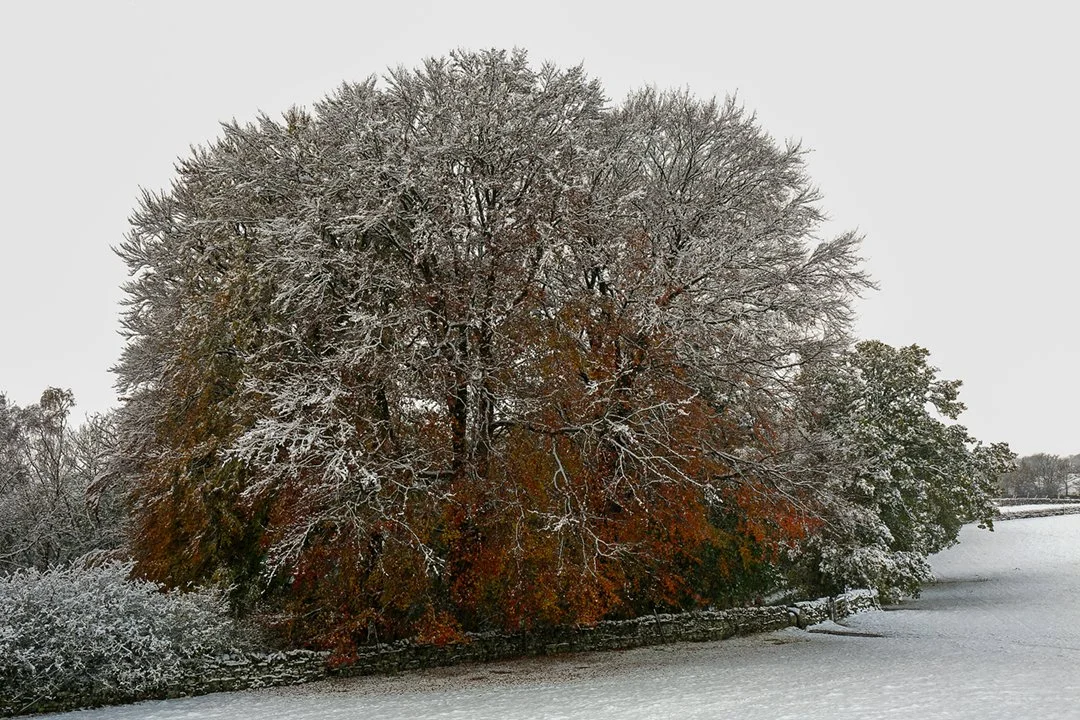 Bowlees #3 (595-597 merge)(12x8).jpg