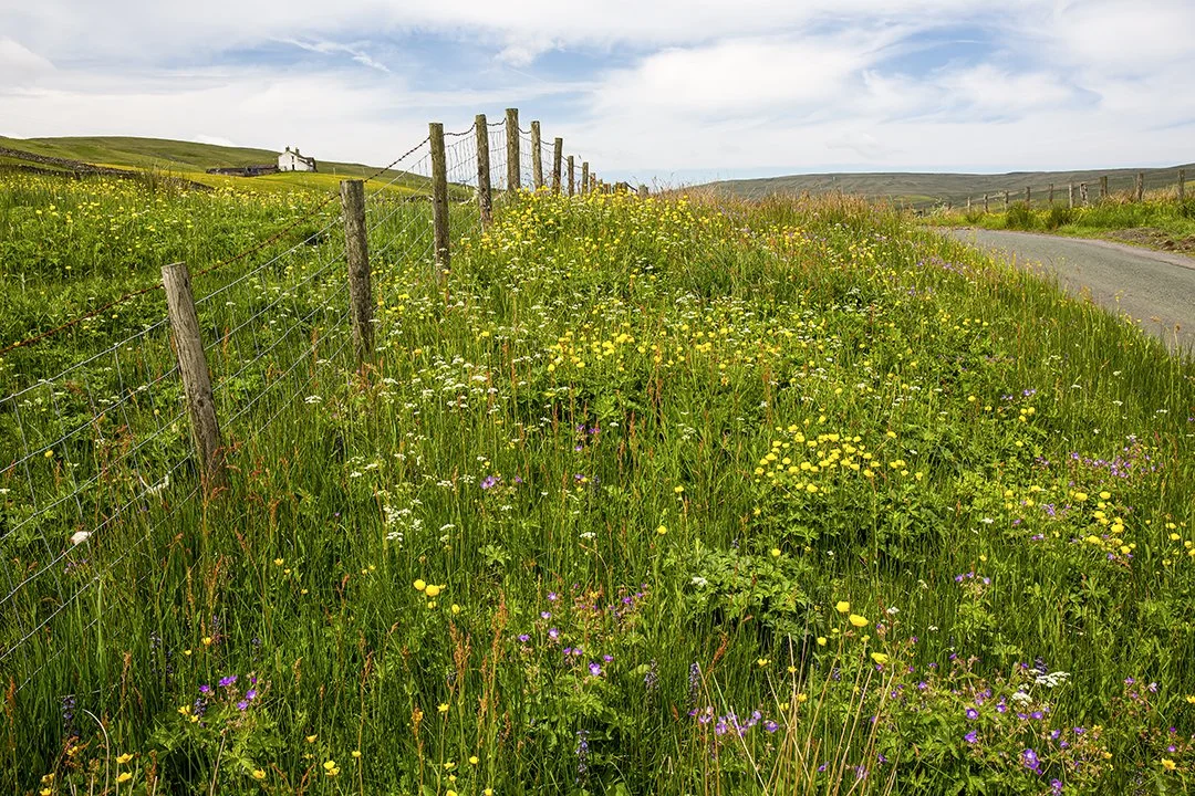 Roadside verge, Harwood #1