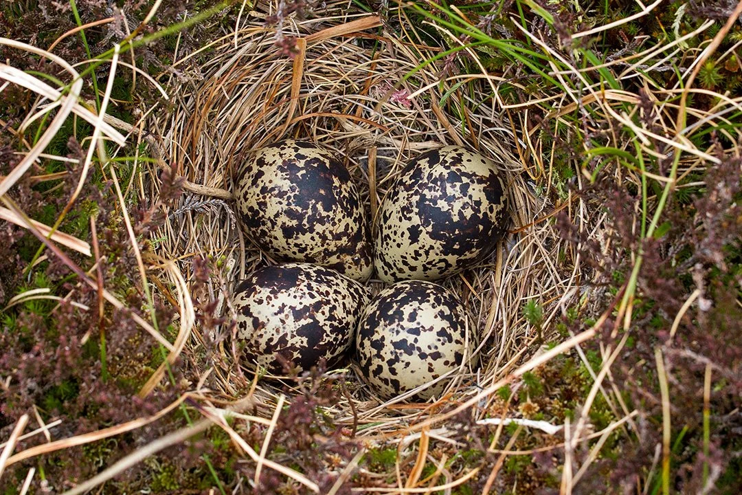 Golden Plover nest