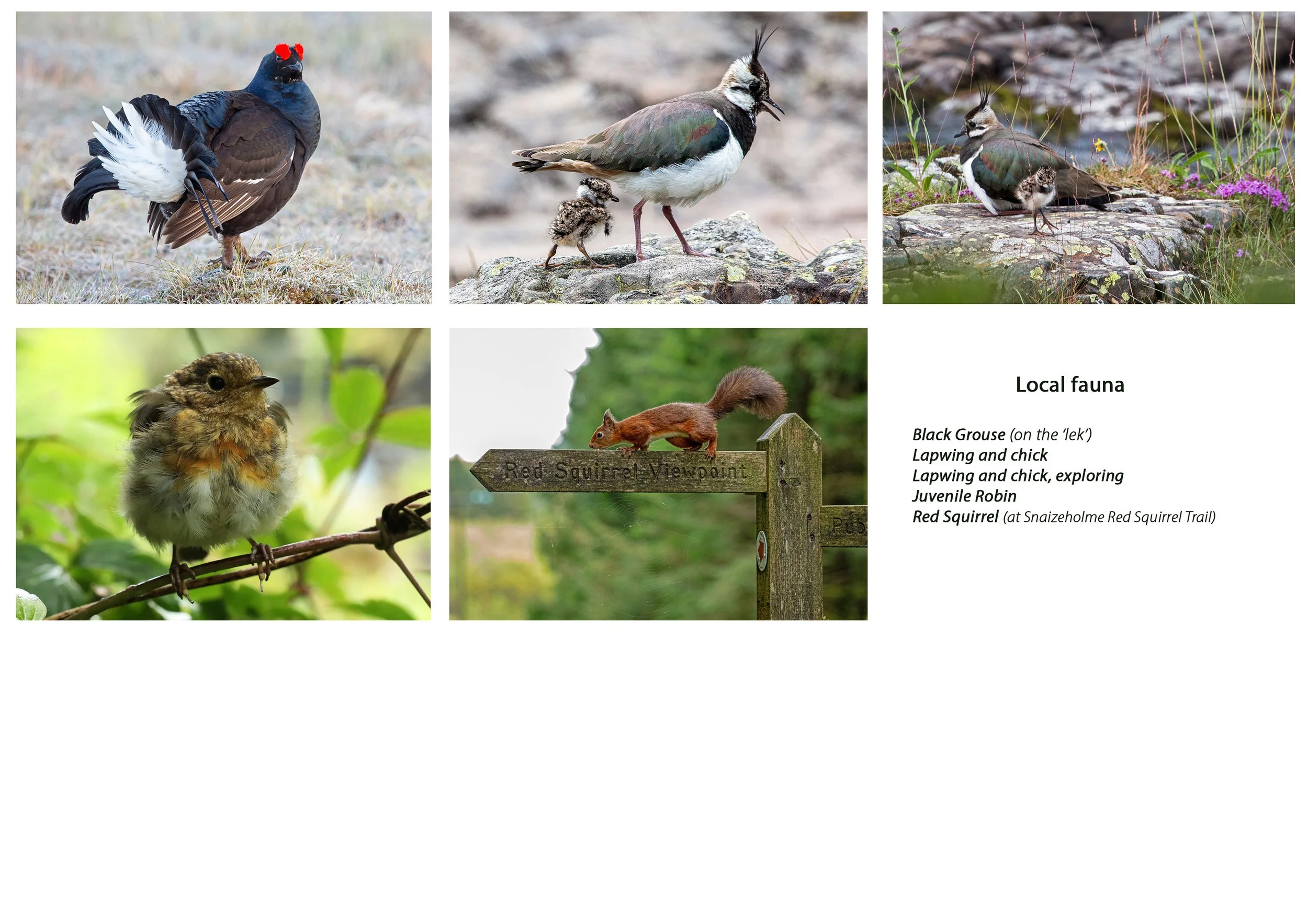 Greeting cards, local fauna