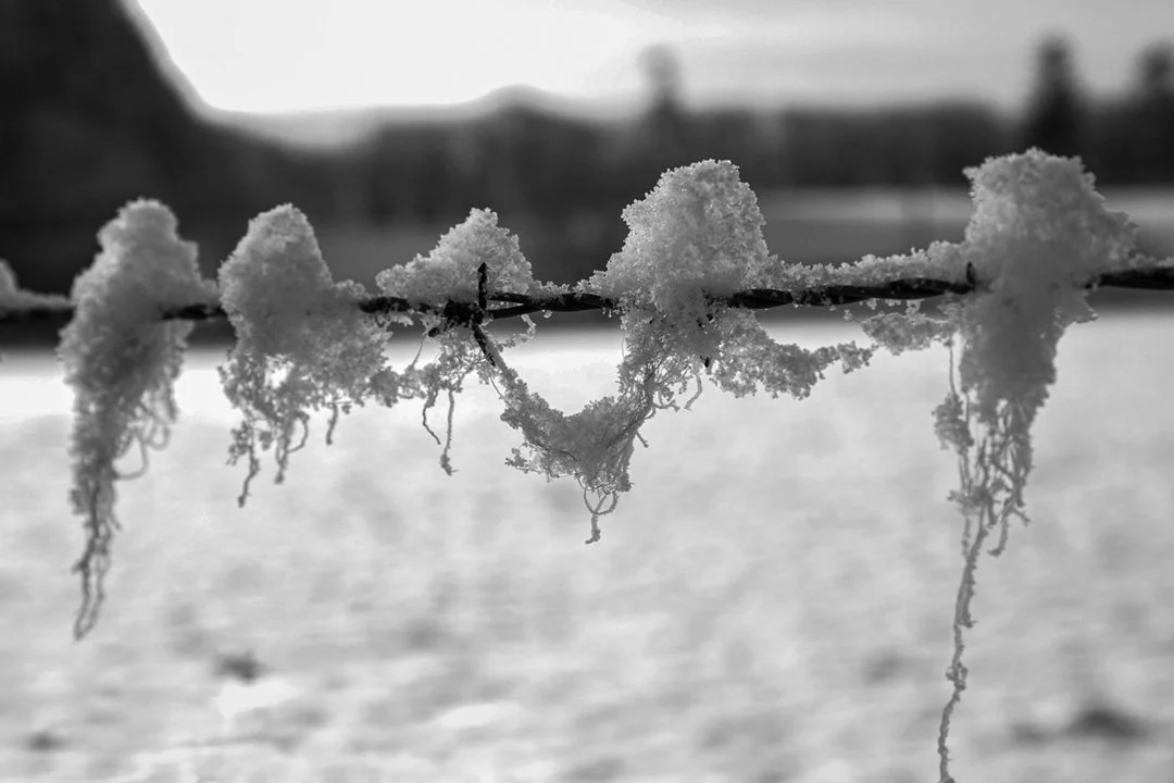 Wool and snow on barbed wire 