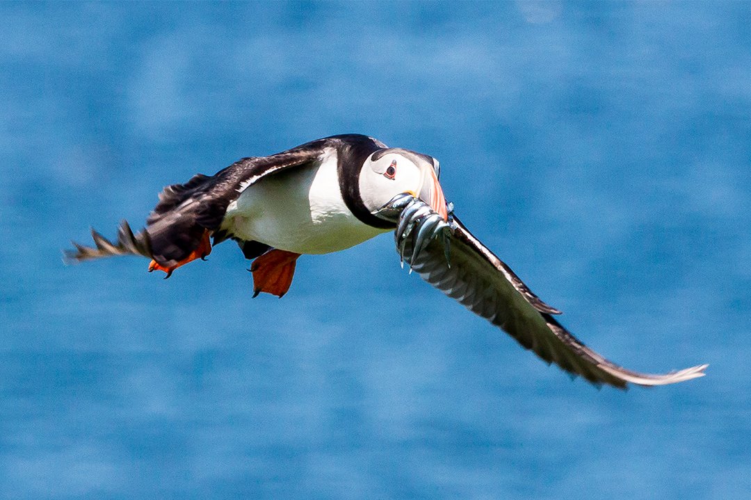 Sand Eels for dinner #3