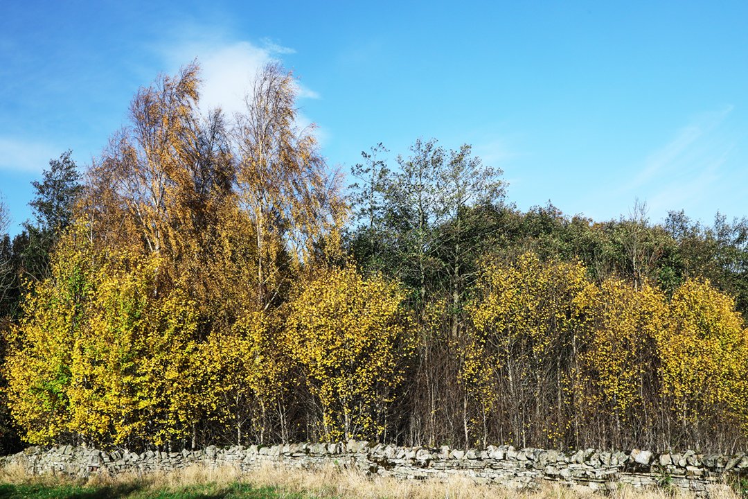 /home/recent-autumn-colours/into-the-woods/