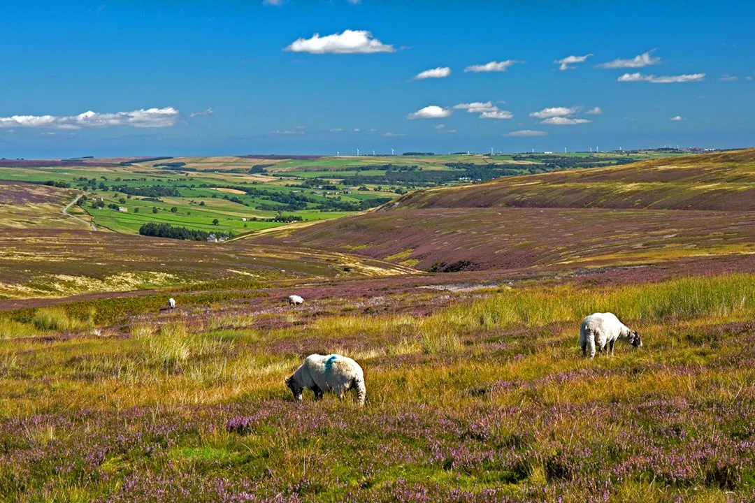 Sheep on Bollihope Common