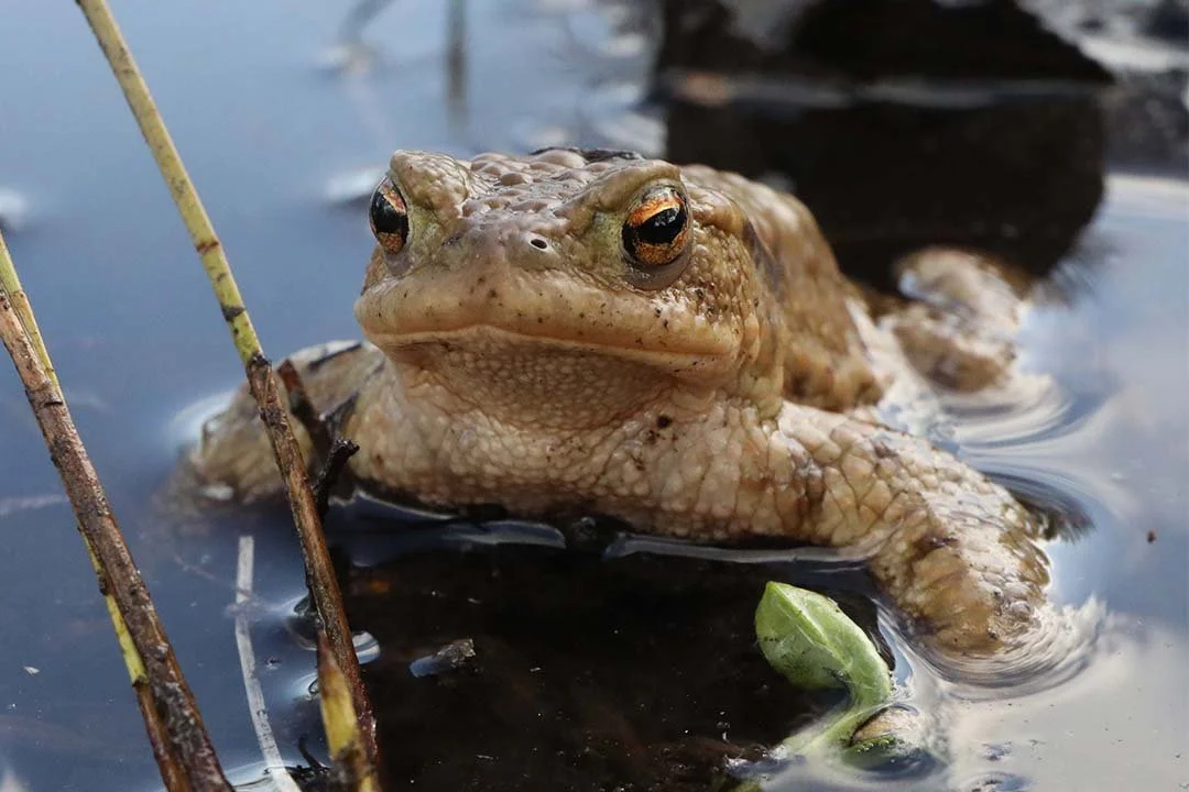Toad in breeding pond