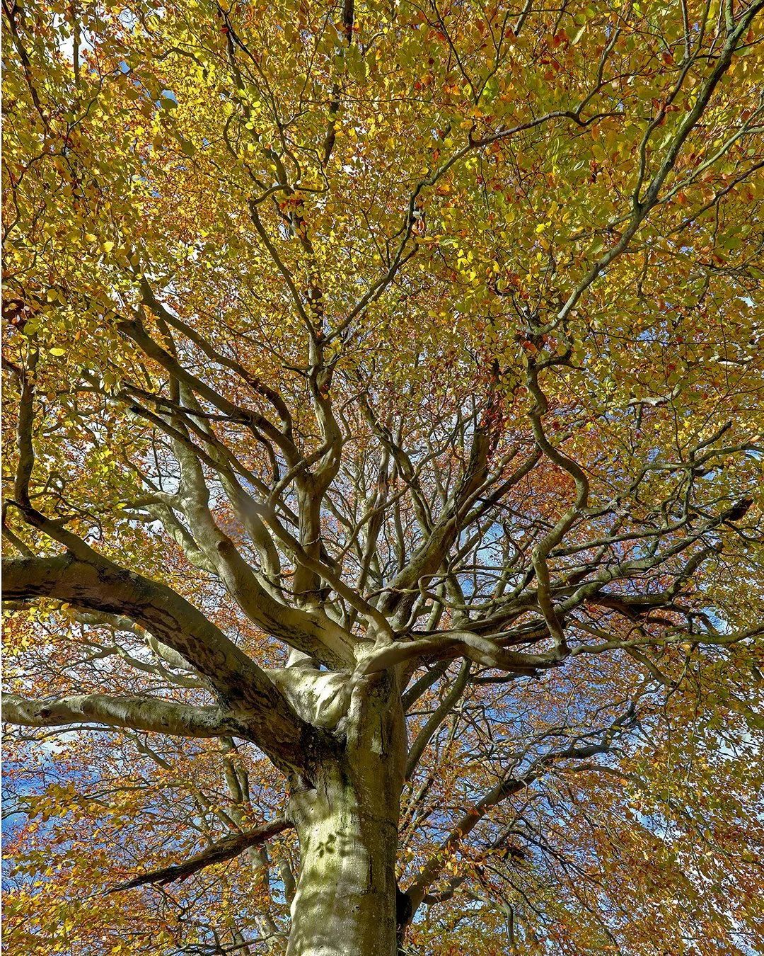 Merge (1080x1350).jpg