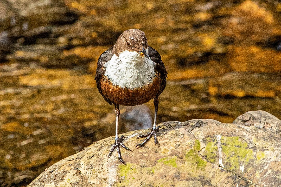 Dipper 