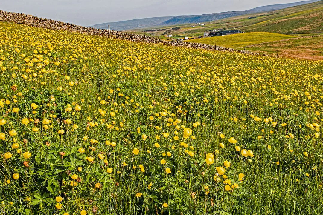 Globeflowers (with buttercups in the background)