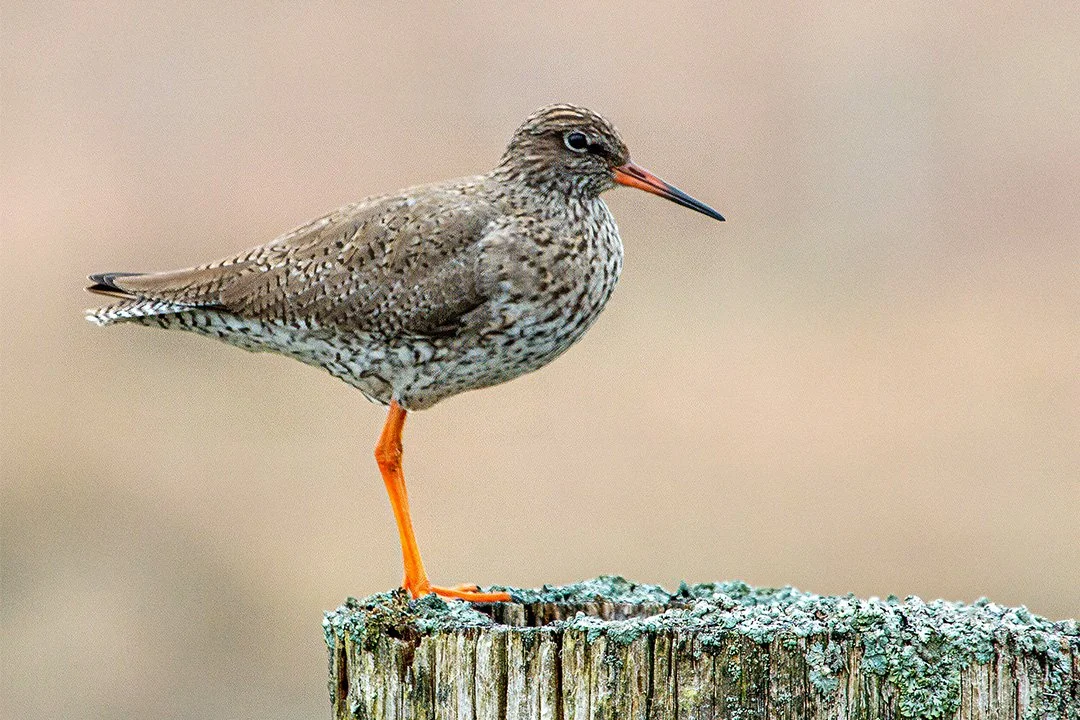 Redshank