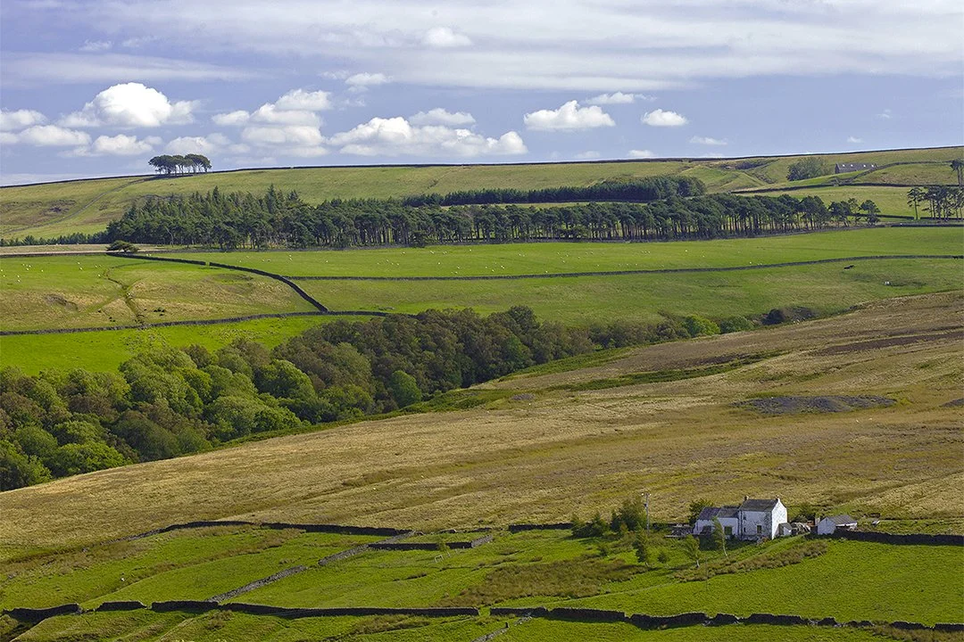 Elephant Trees on Pikestone Fell