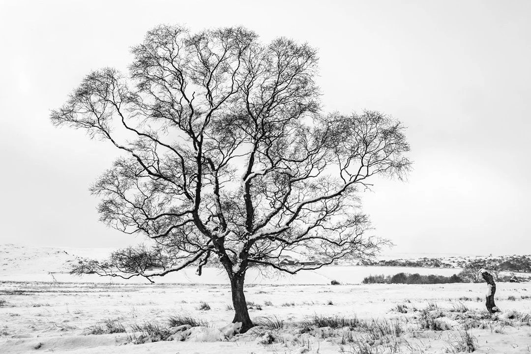 Birch tree by Pennine Way