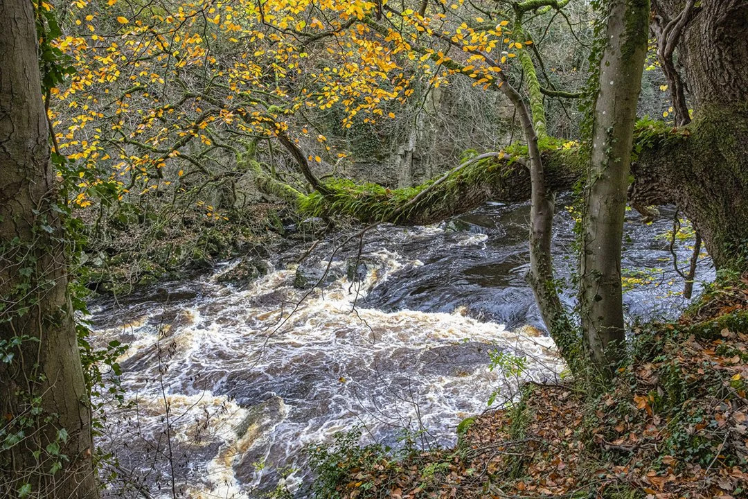 The Tees from the Teesdale Way upstream from Abbey Bridge
