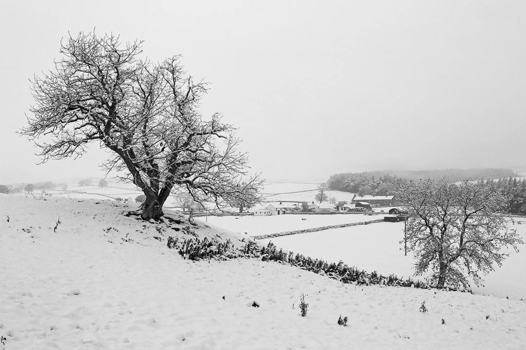 Bowlees #1 (12x8).jpg