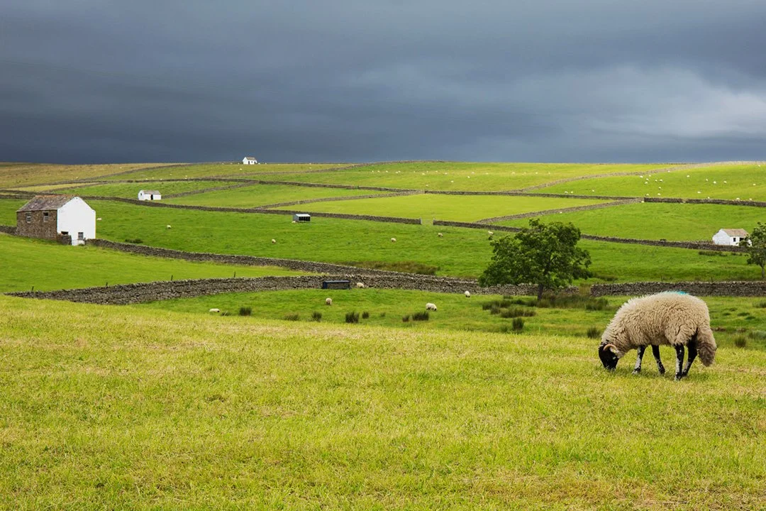 White barns and a ewe, Bowlees Farm