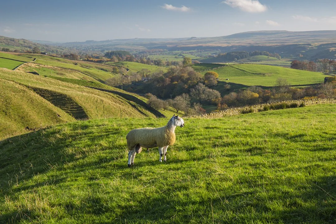 Blue Leicester tup admiring the view