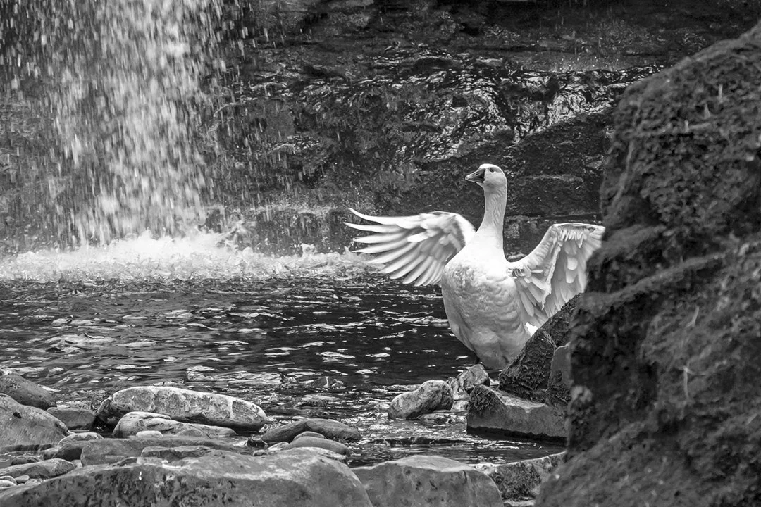 Goose at Gibson's Cave (B&W)