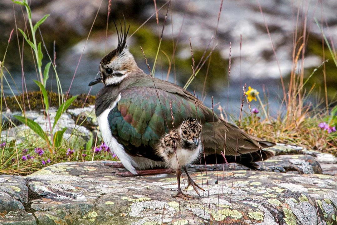 Lapwing with chick