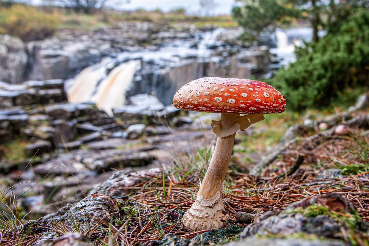 Fly Agaric at Low Force 