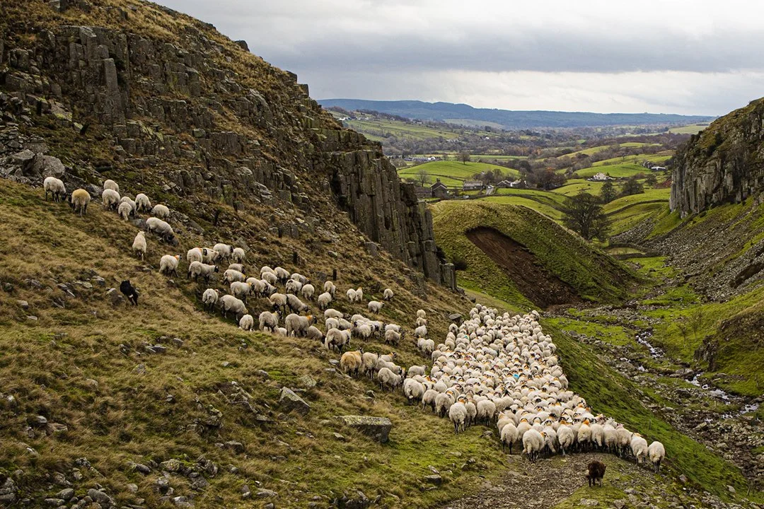 Gathering sheep from the fell, Holwick