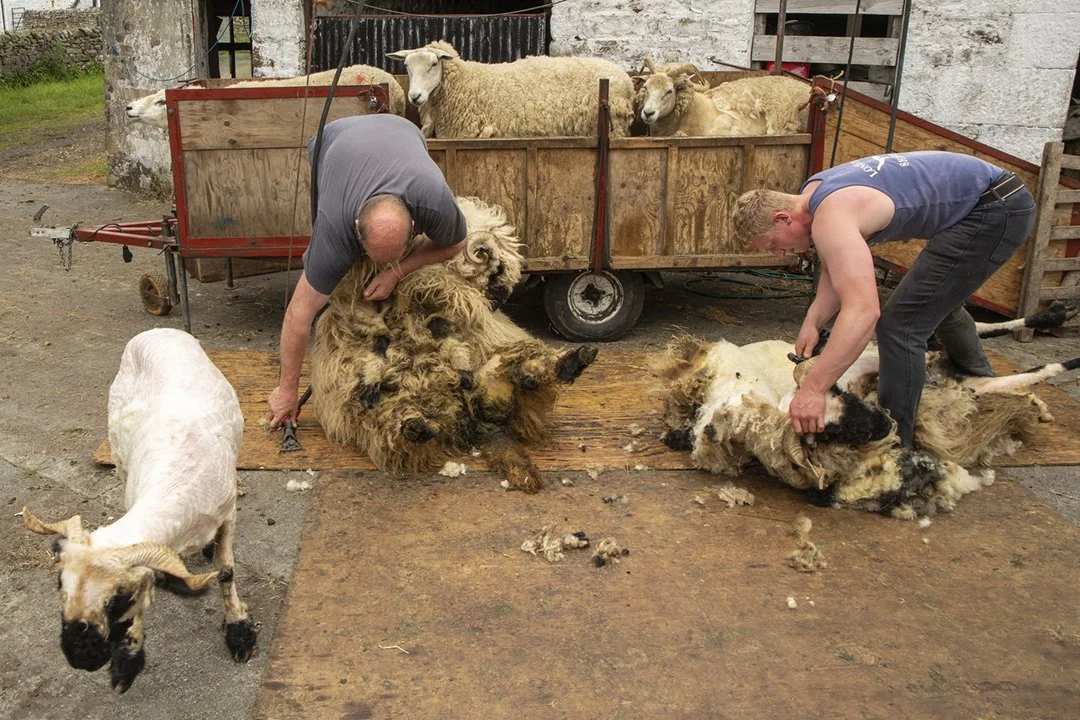 Clipping Black Face Valais
