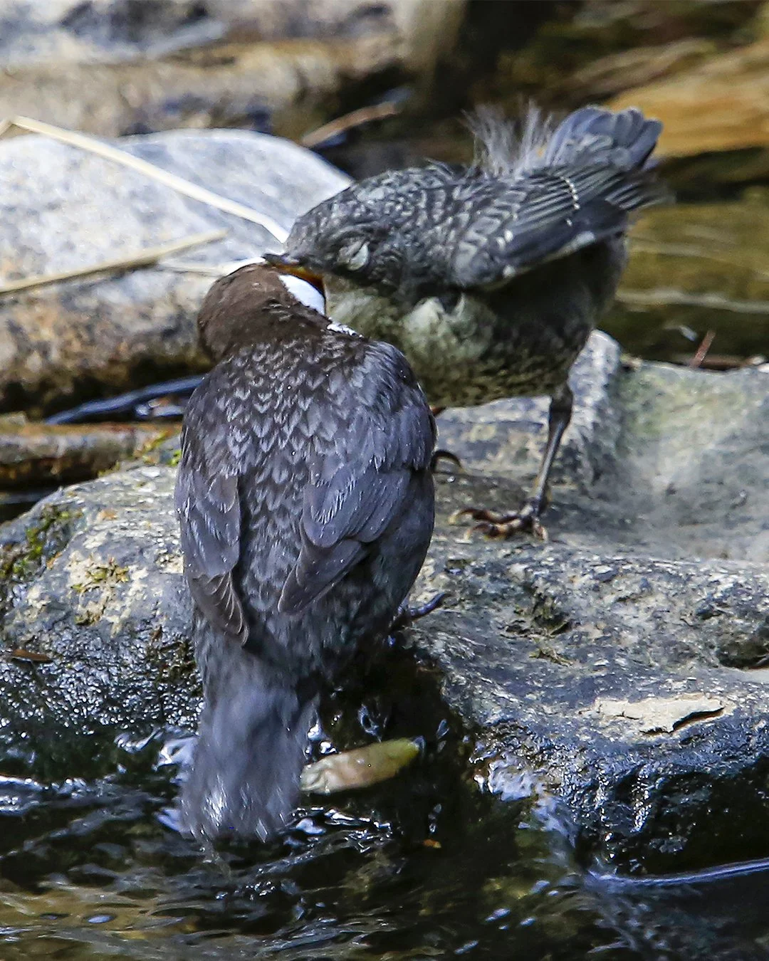 Dipper feeding a hungry chick