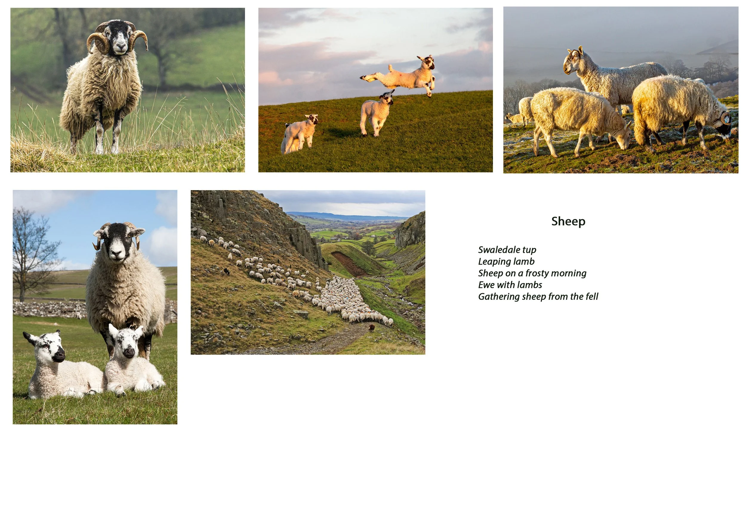 Greeting cards, Sheep set