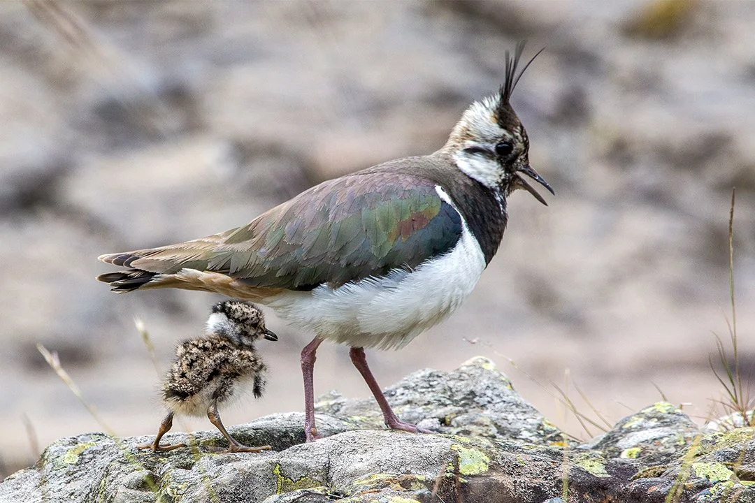 Lapwing with chick #2