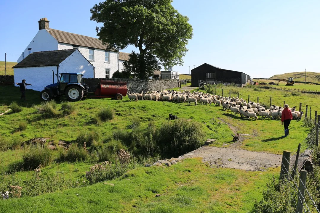 Gathering sheep (with a cat!)